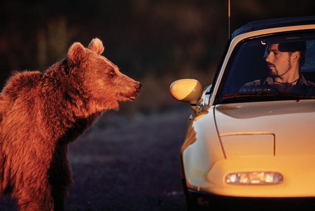 a visitor to yellowstone bear world in rexburg, idaho, has an up close encounter with a grizzly, californians could have similar experiences if the iconic creatures are reintroduced to the state