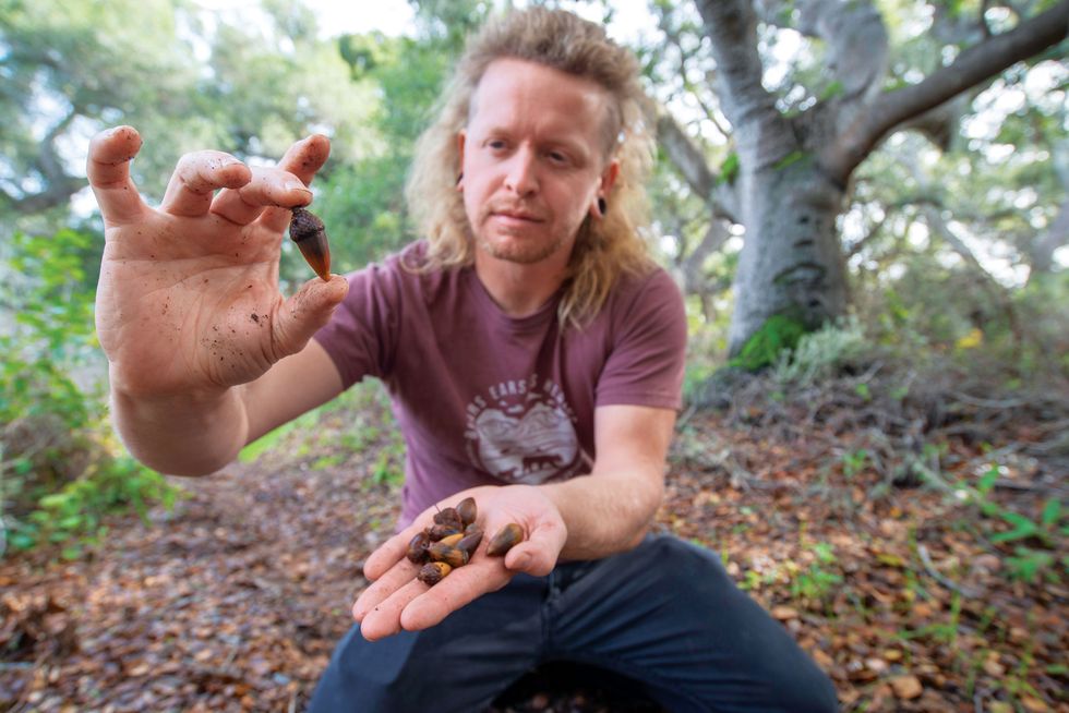 devlin gandy, a cherokee nation citizen who is working with the california grizzly research network, gathers acorns near los osos, the nuts were a primary food source of the state’s brown bears