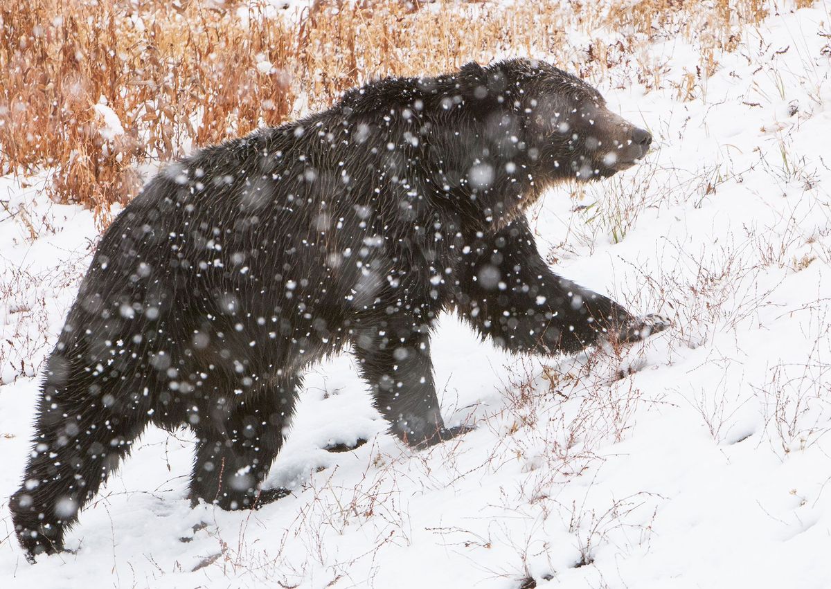 De grizzlybeer wordt als een van de meest iconische soorten van het Yellowstone National Park gezien