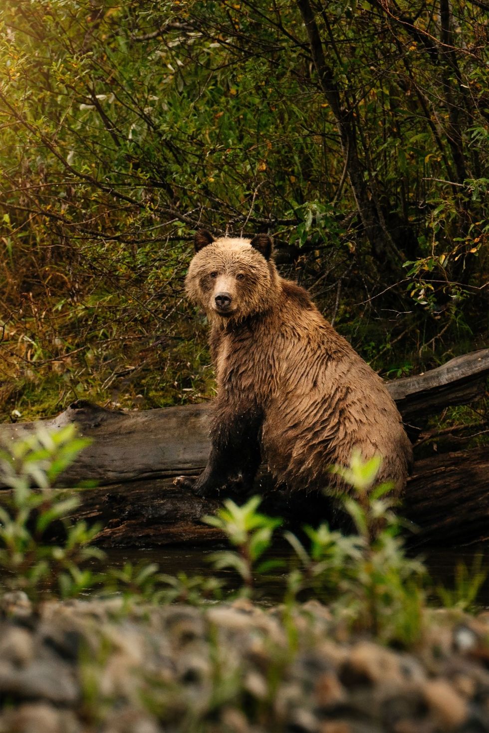 Een jonge grizzlybeer stopt langs de oevers van de Atnarkorivier in het Great Bear Rainforest Resorts in het bos waaronder Tweedsmuir Park Lodge bieden verantwoorde excursies om beren te bekijken aan in overeenstemming met wetgeving in British Columbia
