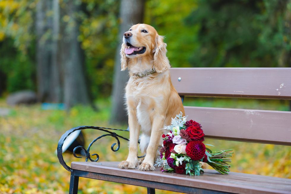 groom Cocker Spaniel looking for a bride with a bouquet of red roses