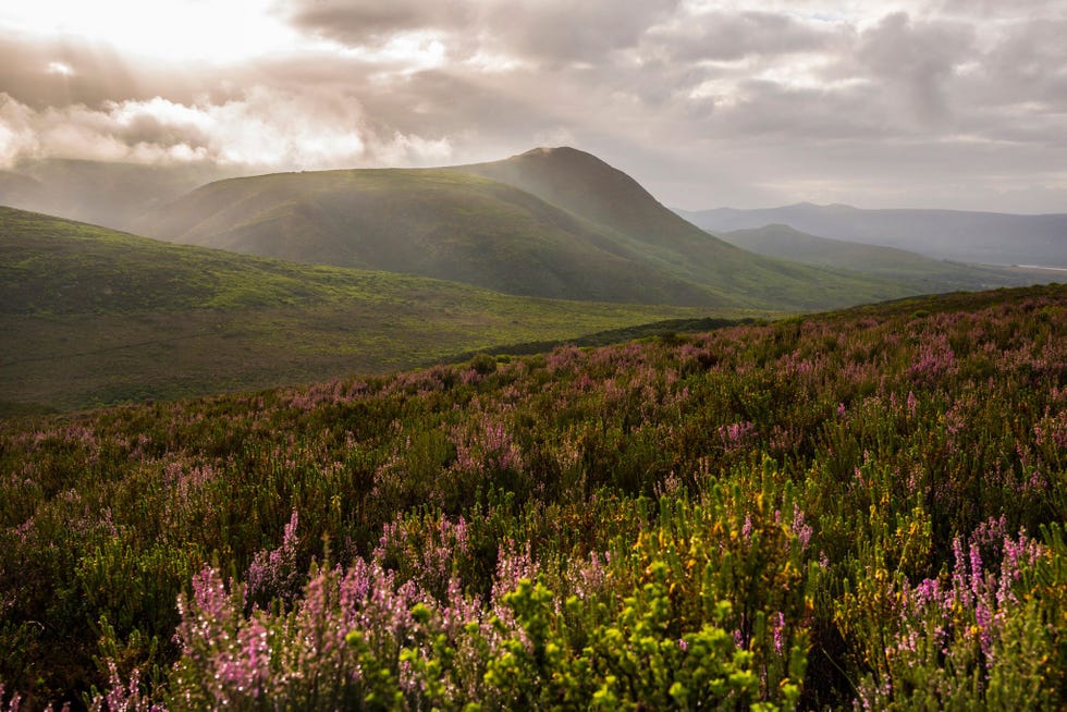 Het Grootbos Private Nature Reserve in de ZuidAfrikaanse provincie WesKaap biedt gasten een bloemensafari aan
