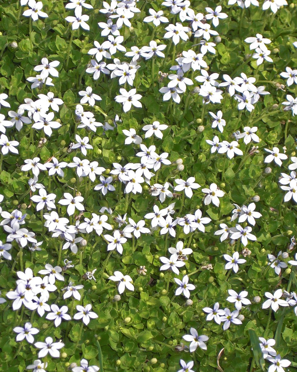 ground cover flowers blue star creeper