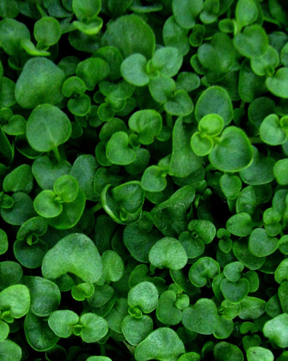 ground cover flowers corsican mint