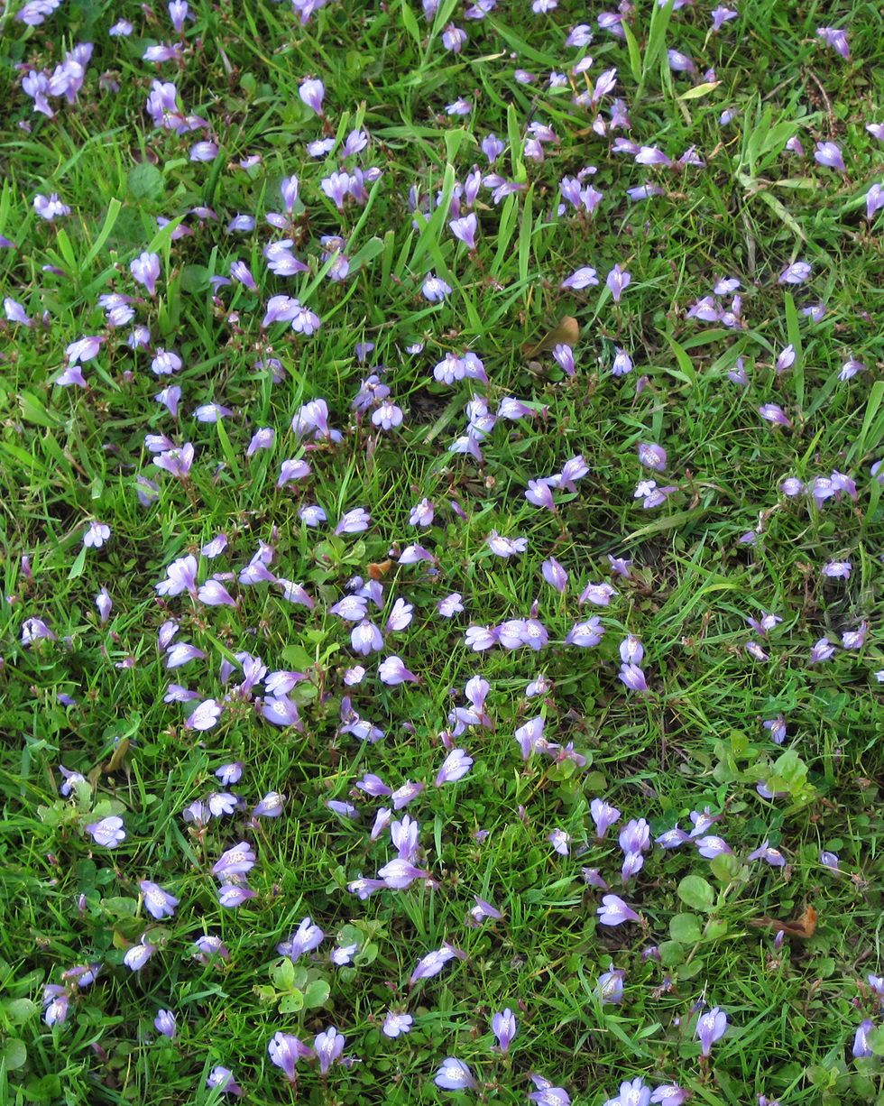 ground cover flowers mazus