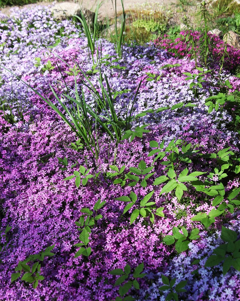 best ground cover flowers plants creeping phlox