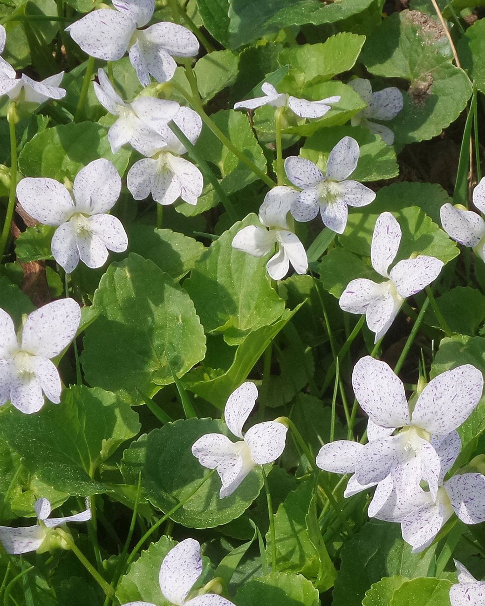 ground cover flowers freckled violets