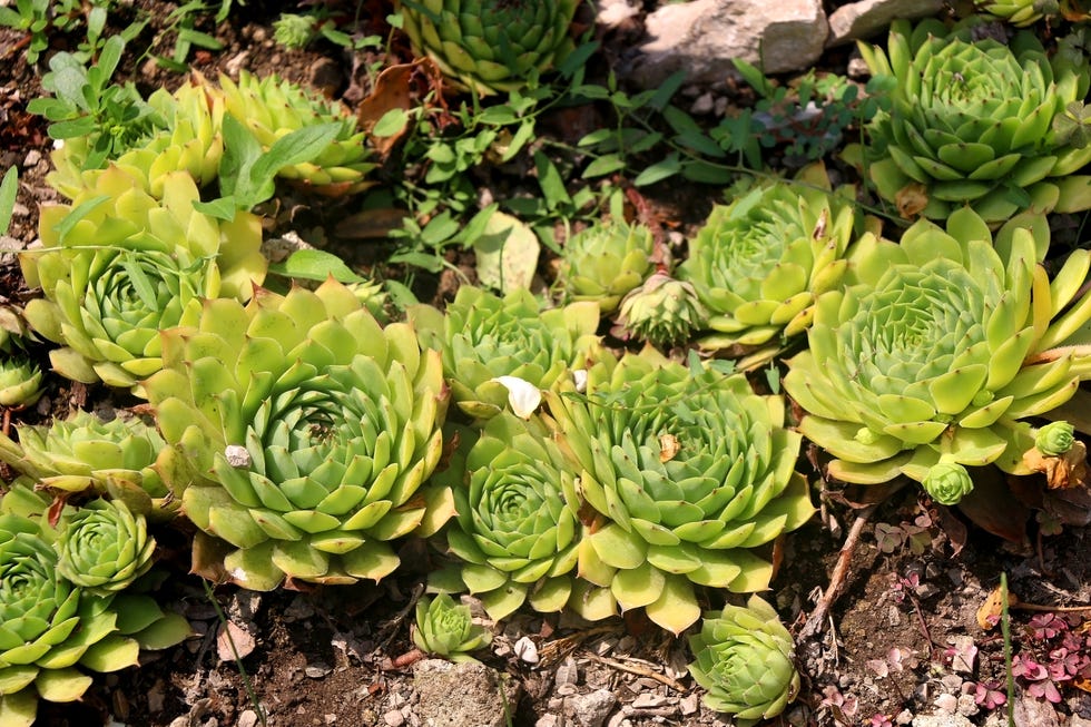 30 Best Ground Cover Plants For A Low-maintenance Yard