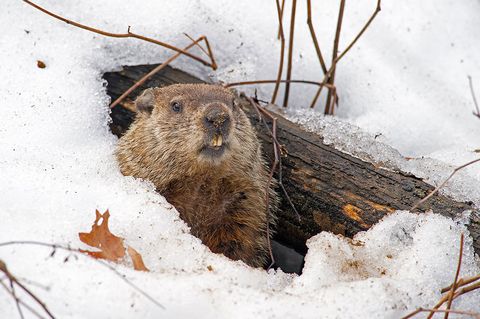 Groundhog, Groundhog day, Gopher, Beaver, Muskrat, Marmot, Terrestrial animal, Snow, Snout, Rodent, 