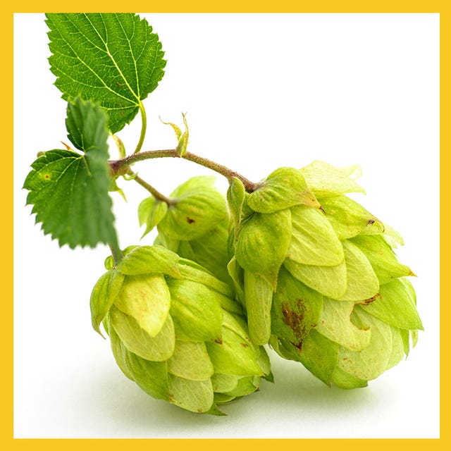 hops