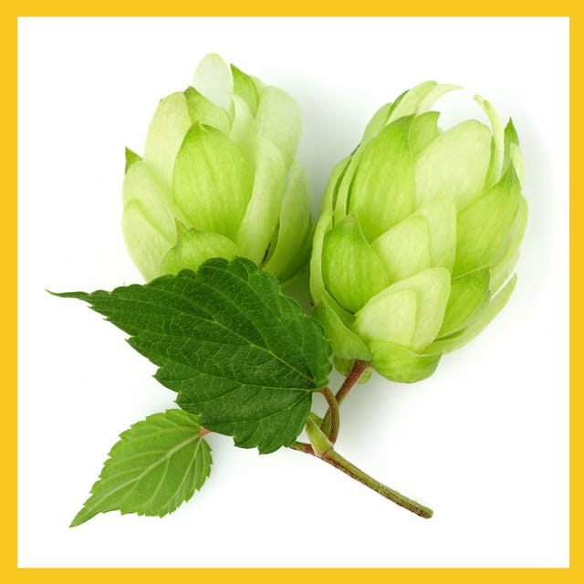 hops