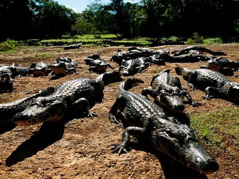 Kaaimannen in de Pantanal Krokodilachtige kaaimannen zijn geen onbekend verschijnsel in de Pantanal een moeras dat vooral in Brazili ligt Het water van de Pantanal herbergt tien miljoen kaaimannen voldoende om een gezonde populatie te handhaven toen stropers er in de jaren tachtig zon miljoen per jaar vingen De huiden werden op de markt aangeboden voor goedkope accessoires van krokodillenhuid