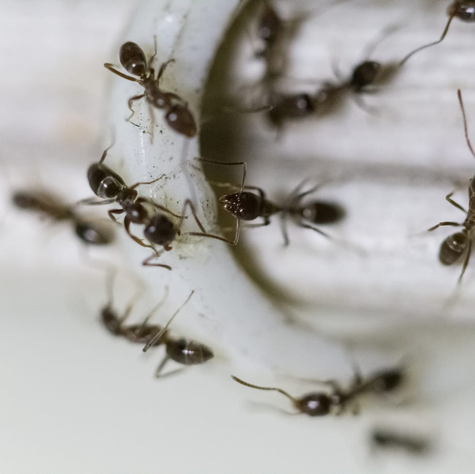 Group of ants walking on a cable