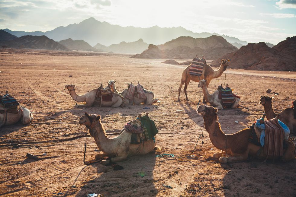 a group of camels seated in rural egyptian desert