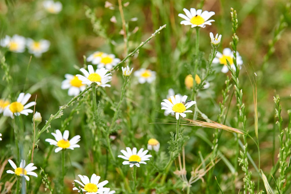 Grow Chamomile In Your Garden — But First, Decide Which Kind