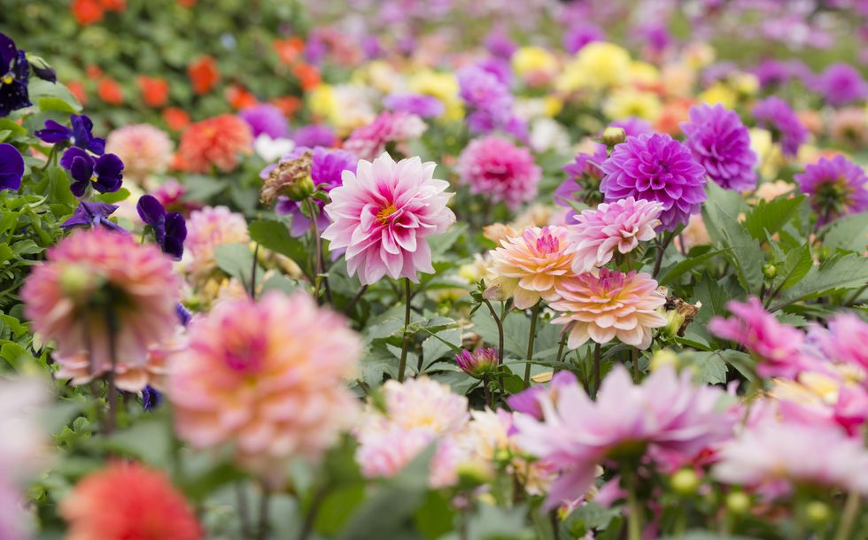 group of colorful dahlia flower