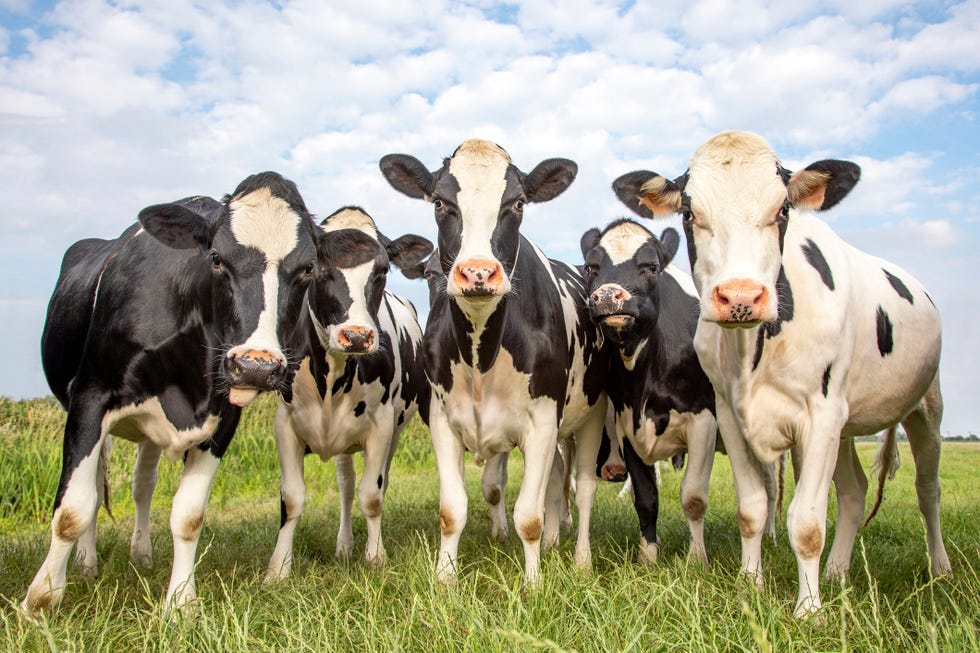 group of cows together gathering in a field, happy and joyful and a blue cloudy sky
2021, 2021牛年, 2021牛年運勢, happy牛year, ptt, 拿紅包, 新年快樂, 新年祝賀詞, 牛年, 牛年吉祥話, 牛的吉祥話, 牛的諧音梗, 諧音梗, 過年