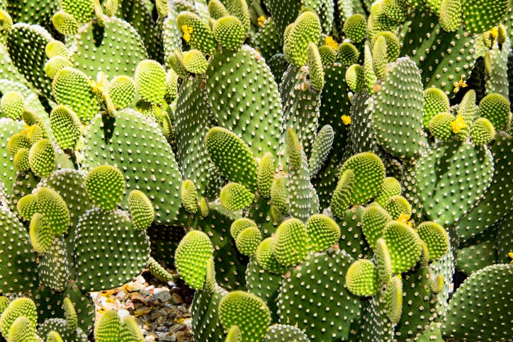 35 Beautiful Types of Cactus to Grow at Home