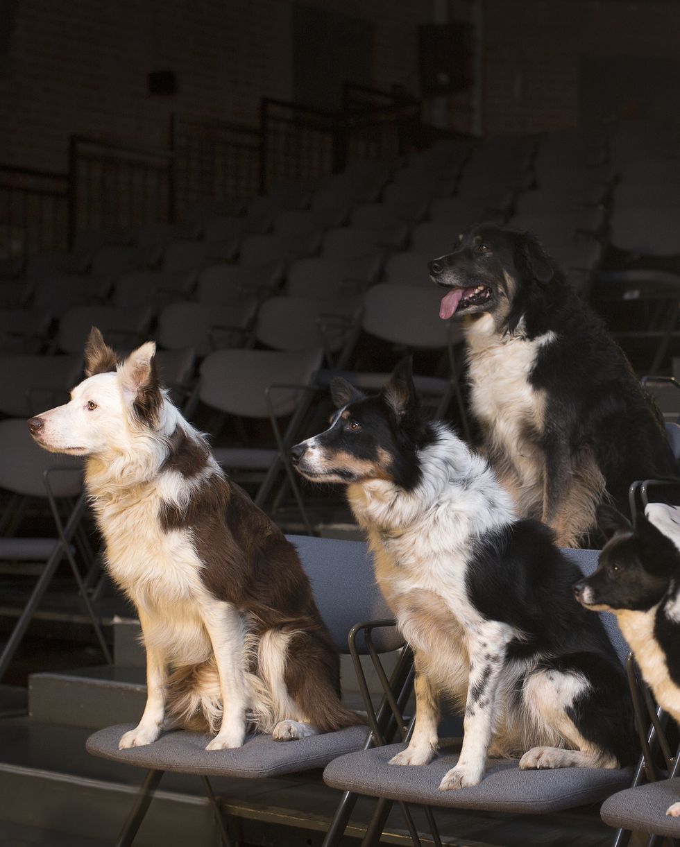 group of dogs at the theatre