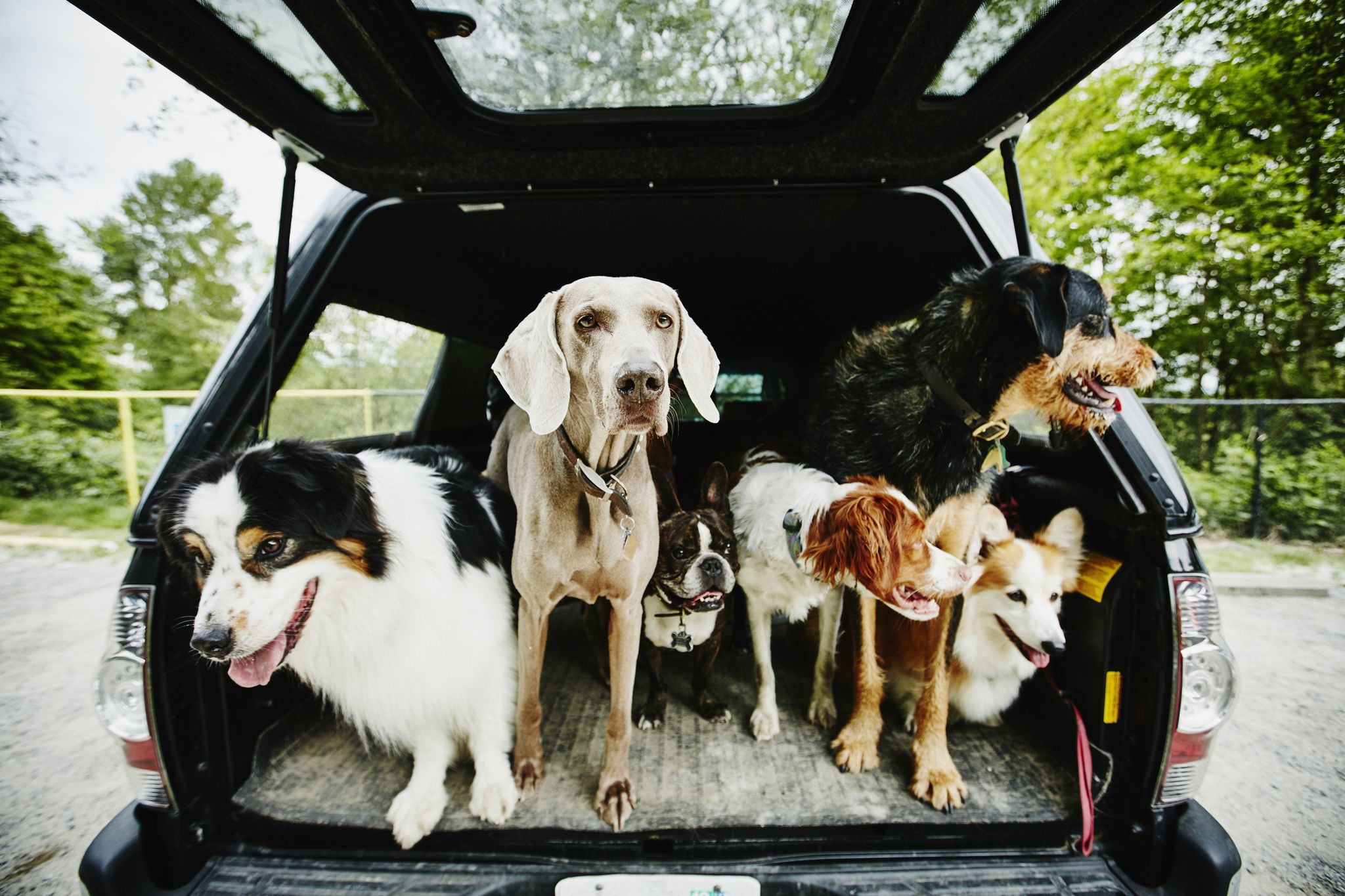 Group of dogs standing in bed of truck