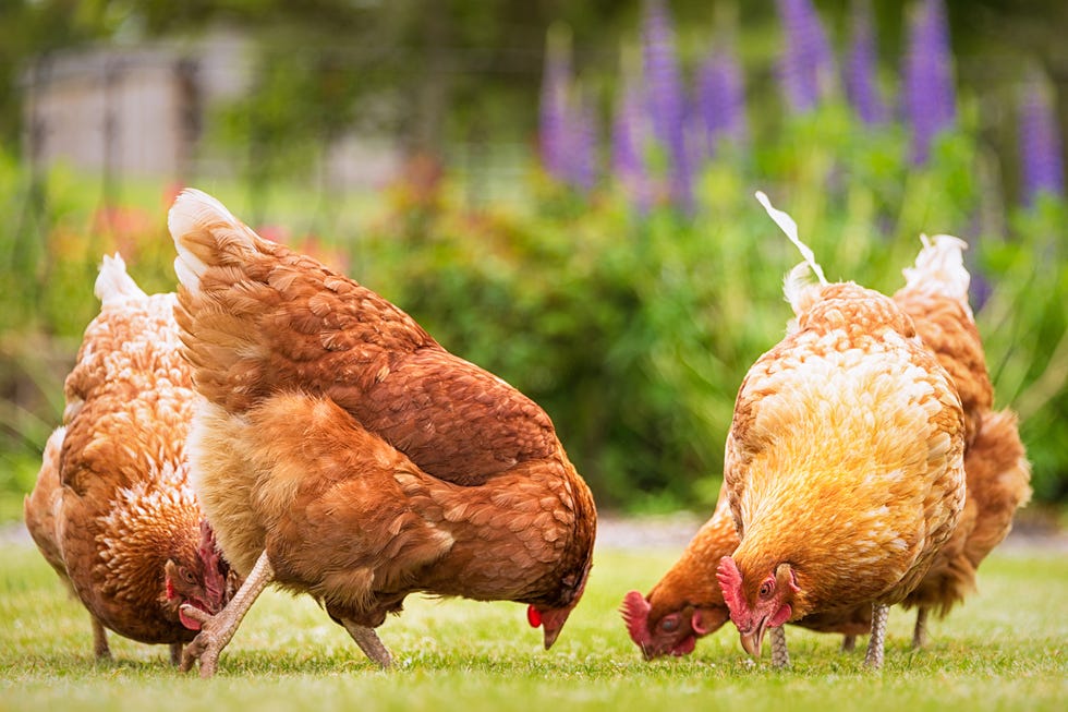 Group of free-range hens foraging for food