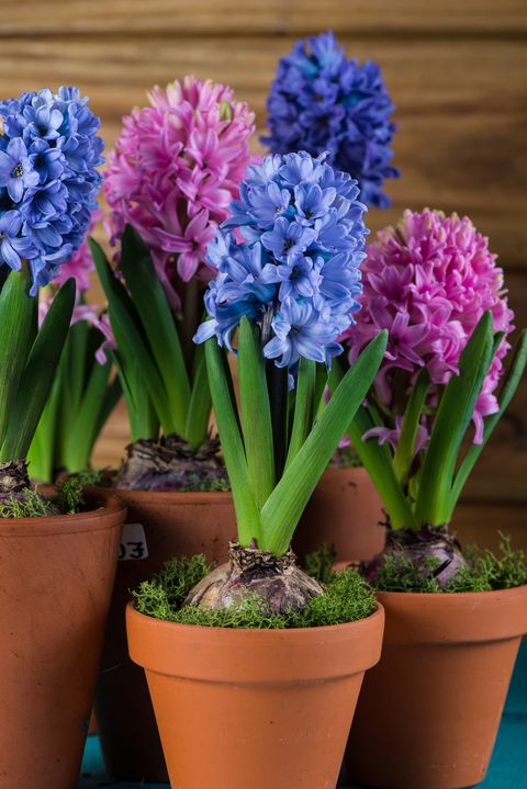 group of fresh ƄulƄ spring flowers in ceraмic pot
