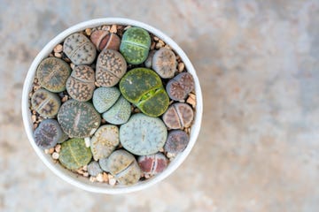 how to grow living stone plants