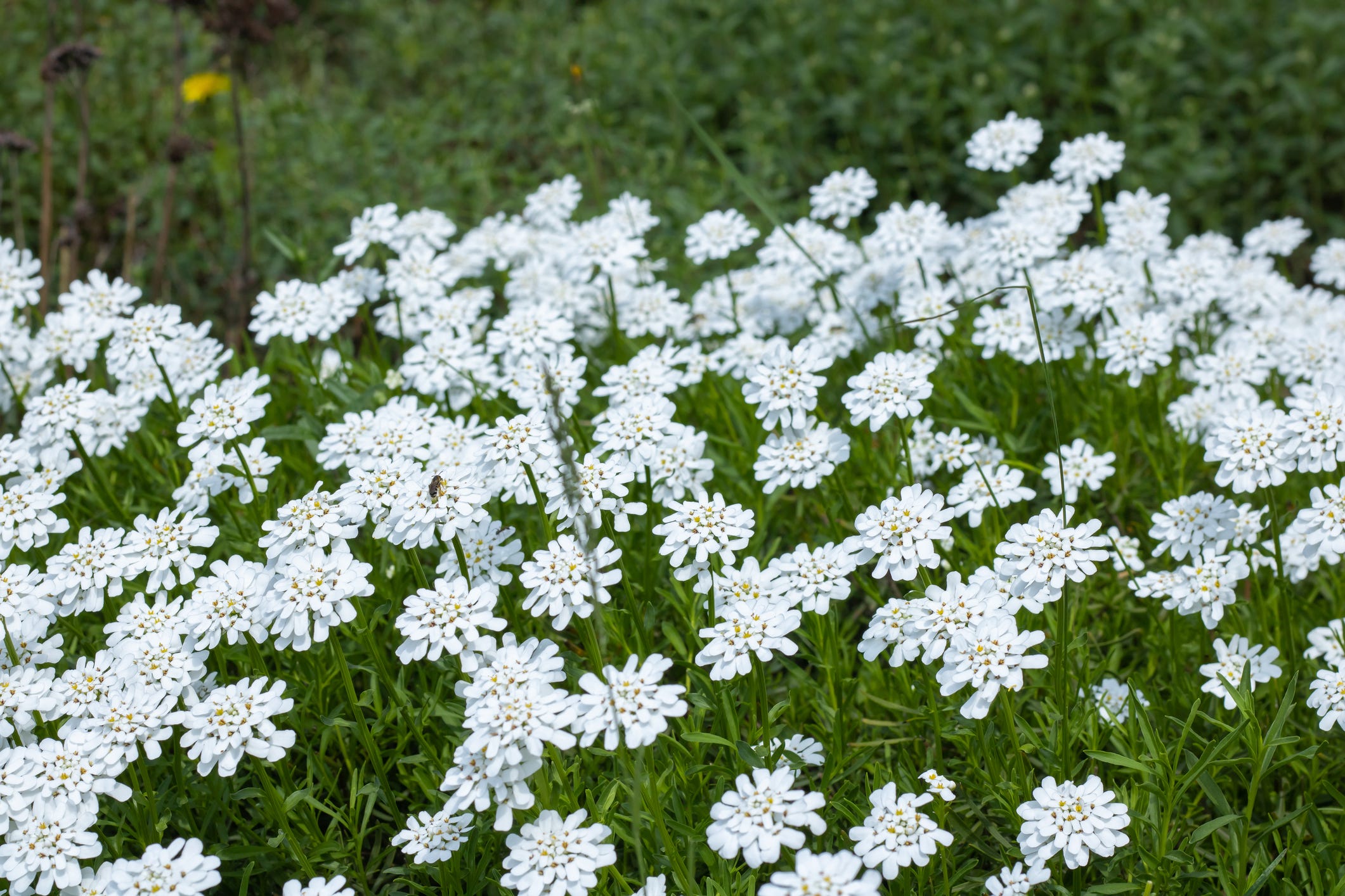 55 Best White Flowers for Your Garden - White Flowering Shrubs