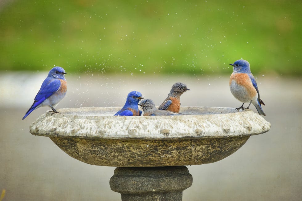 How to Rewild Your Garden Water Features