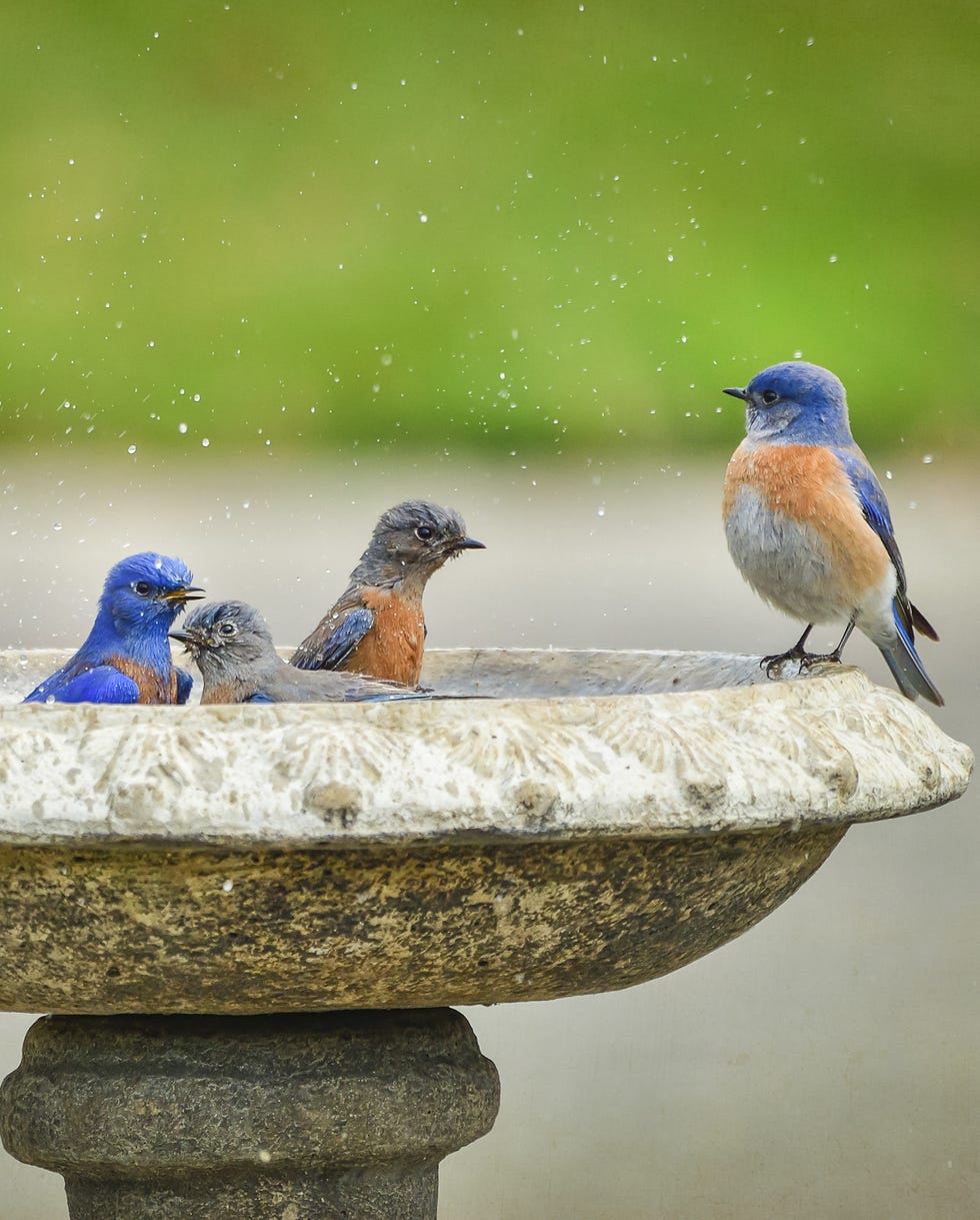 How to Rewild Your Garden Water Features How to Rewild Your Garden Water Features