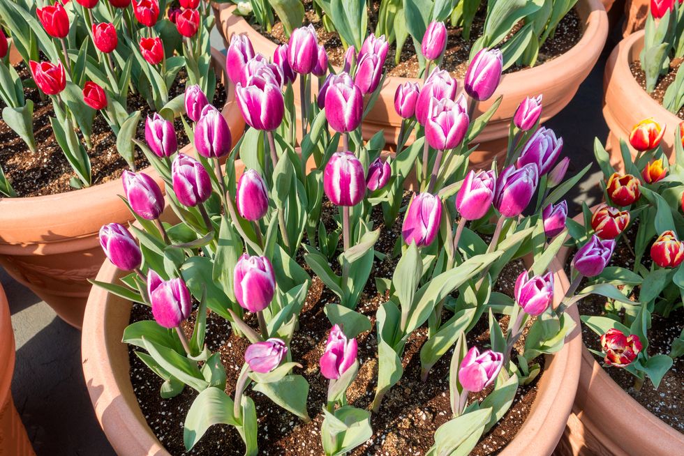 group pink tulip flower in vase
