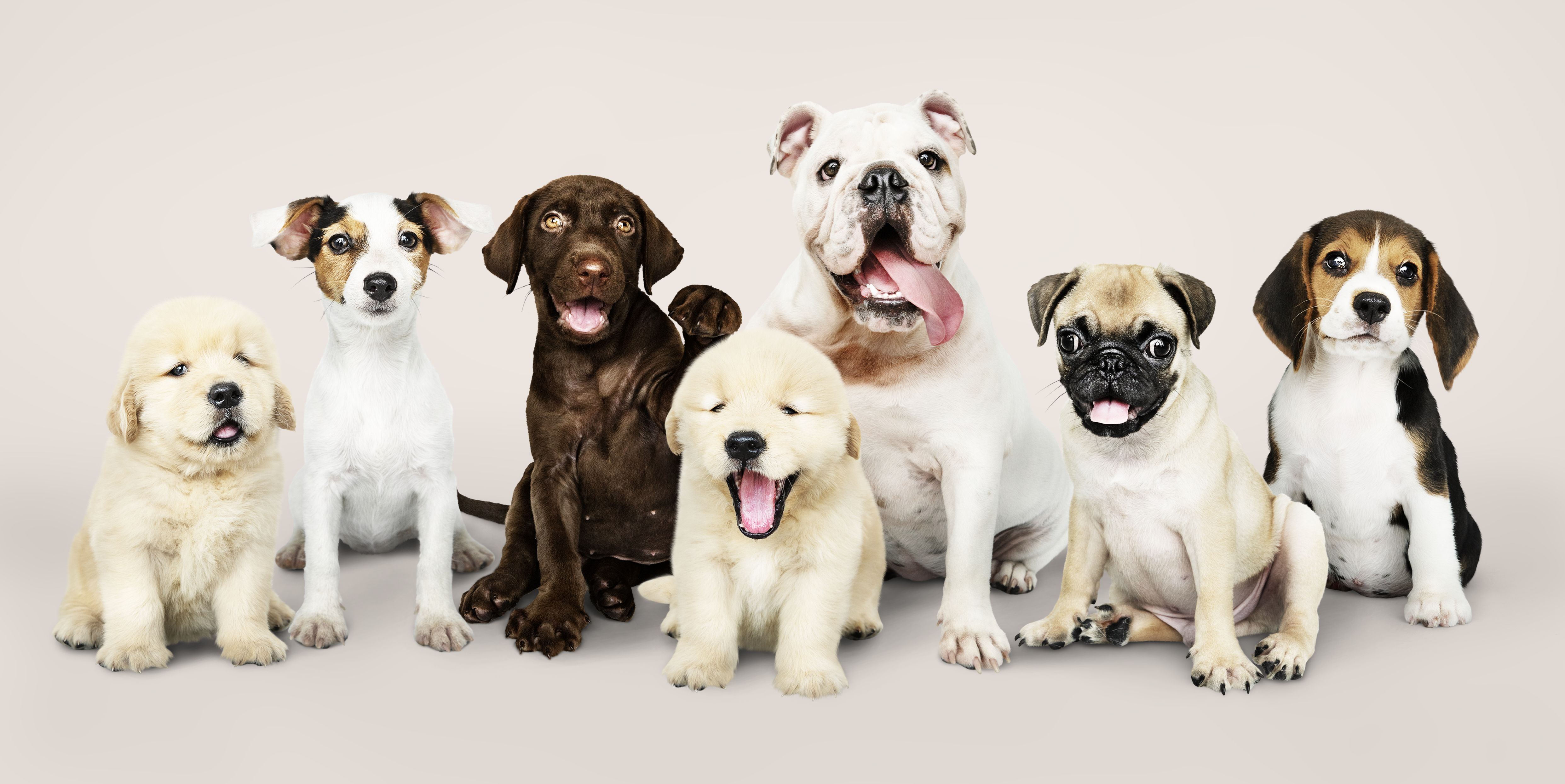 https://hips.hearstapps.com/hmg-prod/images/group-portrait-of-adorable-puppies-royalty-free-image-1687451786.jpg