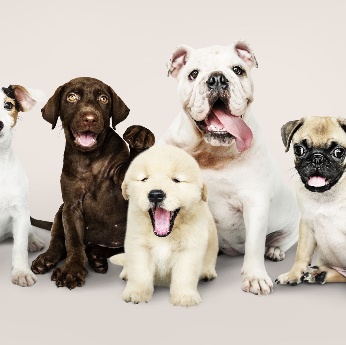 Most Popular Dog Breeds — America's Favorite Dog Breeds
