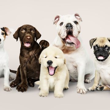 group portrait of adorable puppies