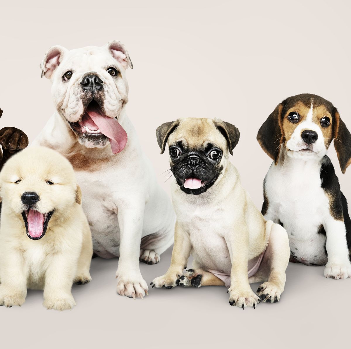https://hips.hearstapps.com/hmg-prod/images/group-portrait-of-adorable-puppies-royalty-free-image-1687451786.jpg?crop=0.503xw:1.00xh;0.433xw,0&resize=1200:*