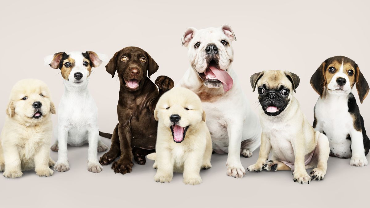 How Many Dog Breeds Are There?