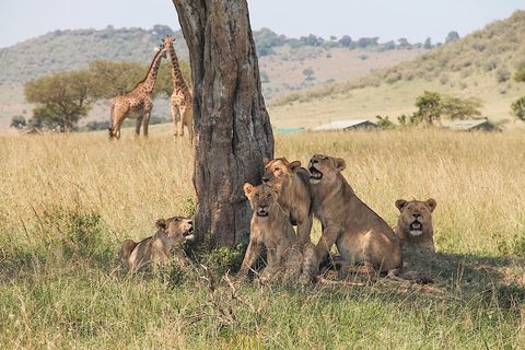Wildlife, Lion, Terrestrial animal, Safari, Savanna, Felidae, Big cats, Grassland, Ecoregion, National park, 