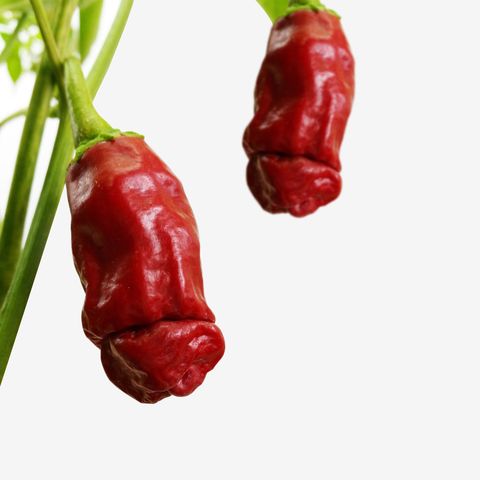 Chili pepper, Tabasco pepper, Peperoncini, Bell peppers and chili peppers, Malagueta pepper, Food, Plant, Habanero chili, Bell pepper, Capsicum, 