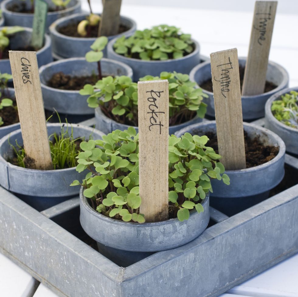 grow fruit and vegetables in pots  herbs