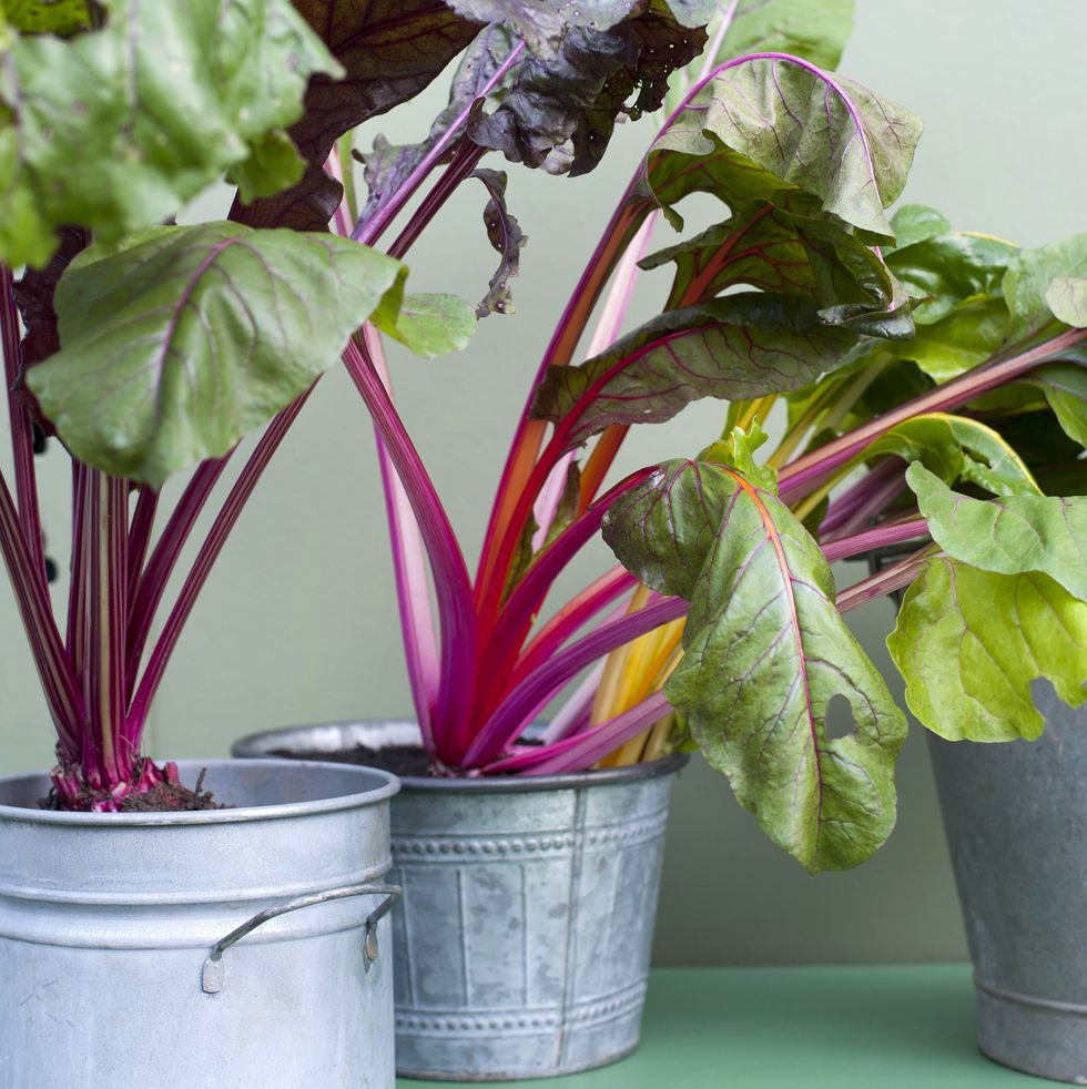 grow fruit and vegetables in post  chard