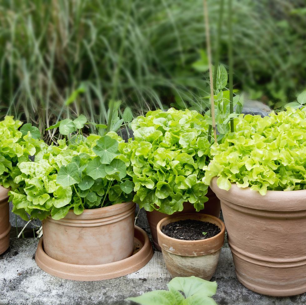 grow fruit and vegetables in pots  salad