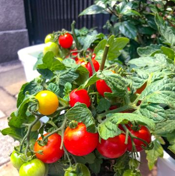 grow fruit and vegetables in post  tomatoes