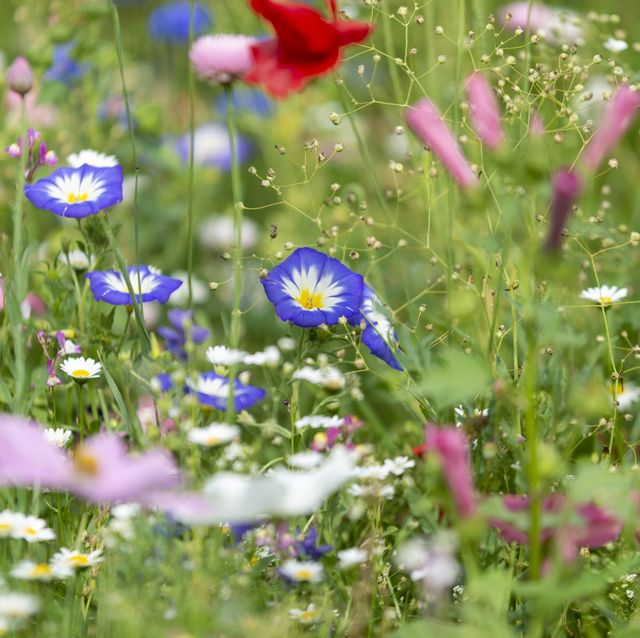 Designing a Dreamy Wildflower Garden You Can Maintain