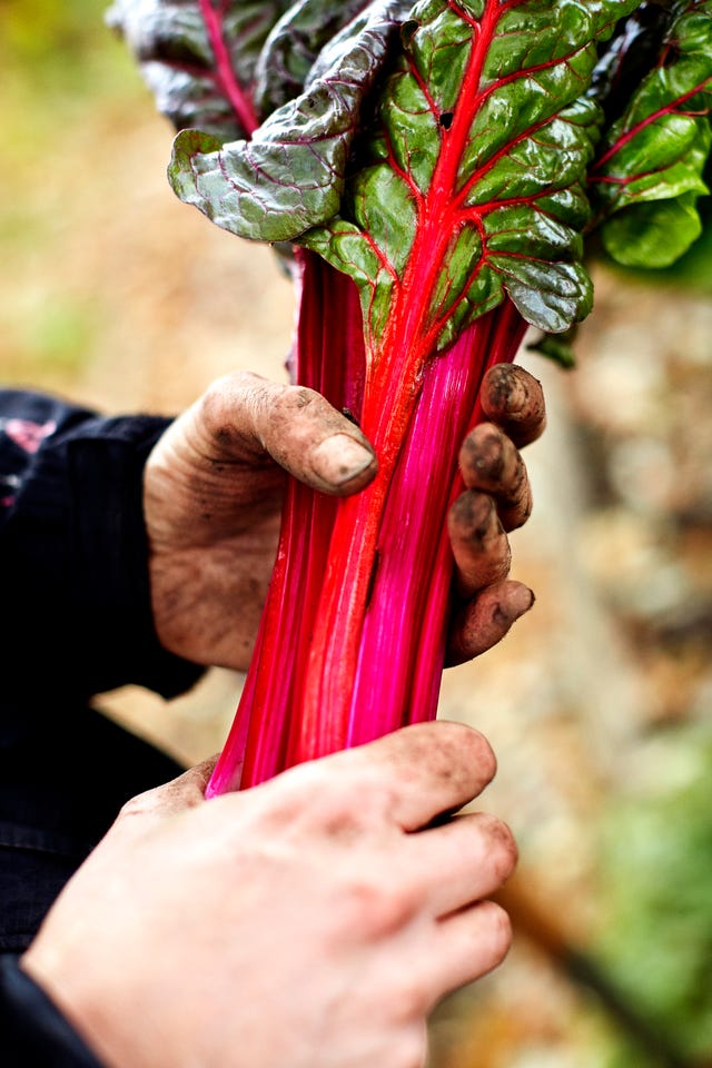 rhubarb in the garden