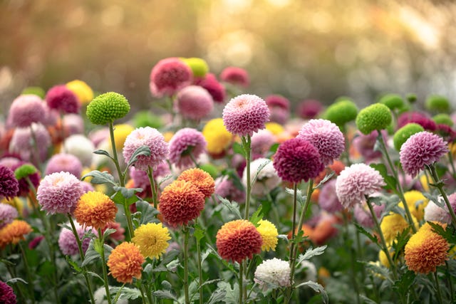 Chrysanthemum Flowers