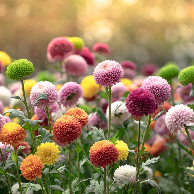 Chrysanthemum Flowers Chrysanthemum Flowers