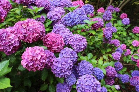 growing cut flowers  hydrangea