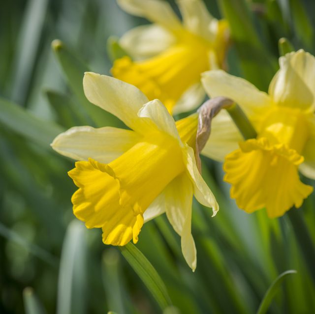 growing cut flowers   narcissus, daffodil