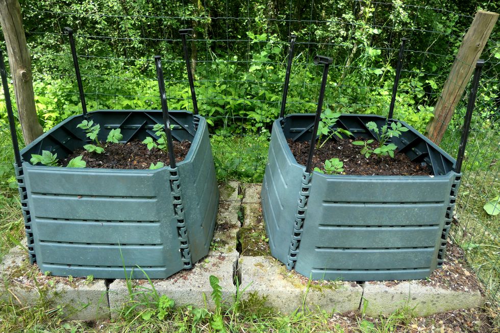 growing potatoes