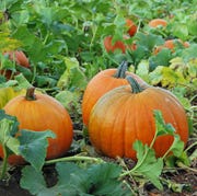 growing pumpkin growing pumpkin